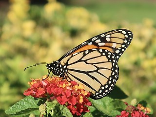 Monarch Butterfly on Lantana