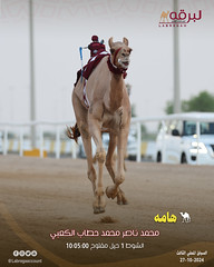 صور .. أشواط الحيل والزمول العامة (السباق المحلي الثالث) صباح 27-10-2024