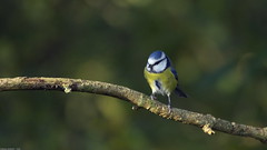 Mésange bleue