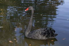 Cygne noir