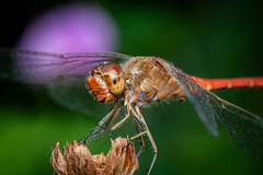 Sympetrum meridionale (Selys, 1841)