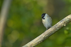 Mésange nonnette