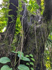 PIED DE MANGUE