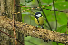 Mésange charbonnière