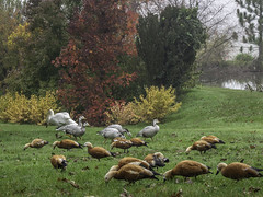 Jardin du Bois Marquis -Vernioz-