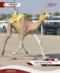 صور .. أشواط الحقايق العامة (السباق المحلي الخامس) مساء 21-11-2024