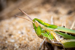 Calephorus compressicornis (Latreille, 1804)