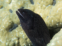 Turkey moray  (Gymnothorax meleagris)