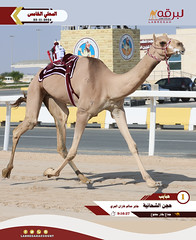 صور.. منافسات الجذاع المفتوحة السباق المحلي الخامس - مساء 23-11-2024