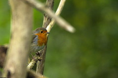 Rougegorge familier