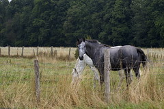 Chevaux