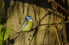 Mésange bleue