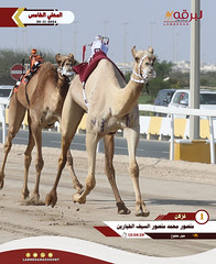 صور .. أشواط الحيل والزمول العامة (السباق المحلي الخامس) مساء 30-11-2024