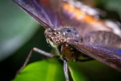 Hypolimnas bolina (Linnaeus, 1758)