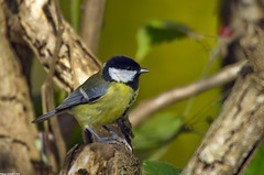 Mésange charbonnière