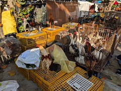 MARCHÉ FORAIN (4)