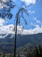 FLEURS D'AGAVE