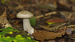 Champignon forestier