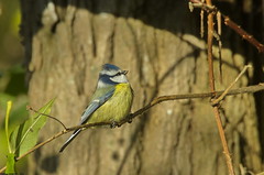 Mésange bleue