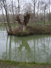 Étang La Tanche Bauvinoise (Bauvin)