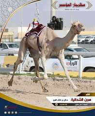 صور .. أشواط الحيل والزمول المفتوحة (مهرجان المؤسس 2024) ميدان الشحانية مساء 17-12-2024