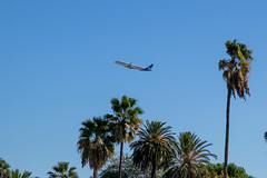 Aeroplane over the palm trees