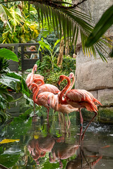 Flamingoes