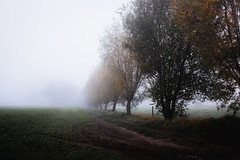 Alignement d'arbres - Campagne Linselles