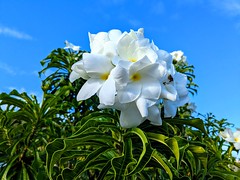 PLUMERIA