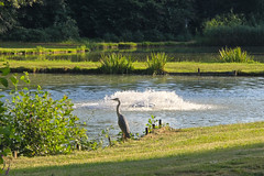 Heron bird at fishing pond in Pétange