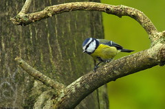 Mésange bleue