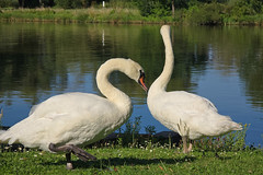 Swans by the Moselle