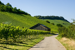 Moselle vineyards