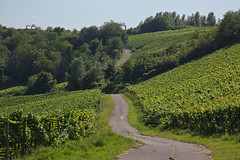 Moselle vineyards