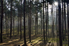 Contrejour forestier