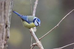 Mésange bleue