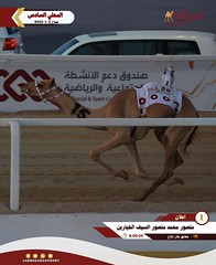 صور .. أشواط الحقايق العامة (السباق المحلي السادس) ميدان الشحانية صباح 2-1-2025