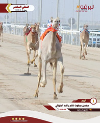 صور .. أشواط الحقايق العامة (السباق المحلي السادس) ميدان الشحانية مساء 2-1-2025