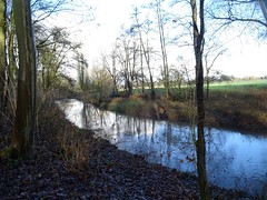 Villeneuve d'Ascq, le lac du Héron en hiver 2025 (3)