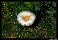 Collybia dryophila ?