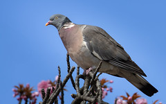 Wood Pigeon