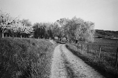 The path near Westhoffen