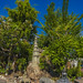 Pagoda and trees at Wat Phra Chetuphon Wimon Mangkhalaram Rajwaramahawihan in old town of Bangkok, Thailand