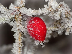 Hoarfrost On Rose Hip - Hagebutte mit Raureif