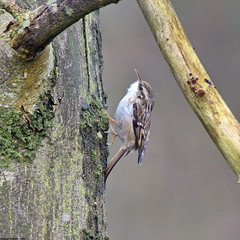 Grimpereau des bois