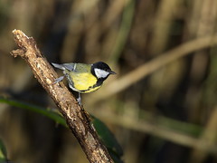 Mésange charbonnière