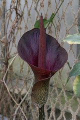 Amorphophallus konjac