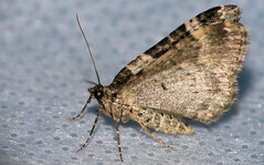 Garden Carpet (Xanthorhoe fluctuata)