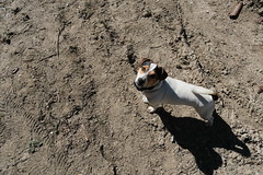 Petit chien @ Fillinges