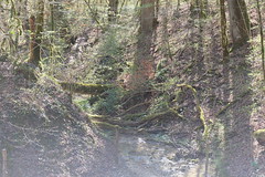Sallenôves